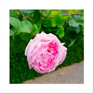 Lovely Soft Pink British Rose Posters and Art